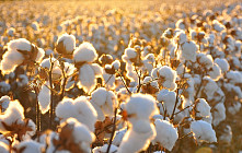 Президент Узбекистана рассказал о значении кластеров в реформировании сельского хозяйства