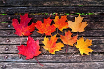 На всей территории Узбекистана в субботу установится облачная погода без осадков