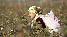 В Таджикистане почти 60% занятых в сельском хозяйстве составляют женщины