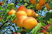 Ўзбекистон ўрик экспортини икки баравардан кўпга пасайтирди  