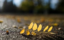 Чоршанба куни Қашқадарё ва Сурхондарё вилоятларида ҳаво ҳарорати 23 даражагача кўтарилади