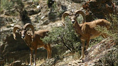 По предложению Таджикистана, Ирана и Узбекистана бухарский уриал взят под международную защиту