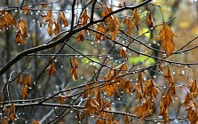 Душанба куни Ўзбекистон ҳудудининг катта қисмида ёмғир ёғиши кутилмоқда