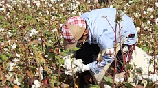 Проверка хлопковых полей в Узбекистане стартует 25 сентября