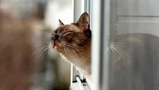 Теплая погода сохранится на всей территории Узбекистана в пятницу