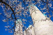 Шанба куни Ўзбекистоннинг барча ҳудудларида ҳақиқий баҳор ҳавоси ҳукм суради