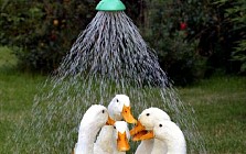 Душанба куни Ўзбекистоннинг қатор вилоятларида ҳаво ҳарорати 45 даражагача кўтарилади