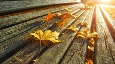 Пайшанба куни бутун Ўзбекистон бўйлаб ҳаво ҳарорати бироз кўтарилади