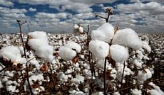 Ўзбекистонда фермерлар ва текстиль корхоналари ўртасидаги воситачилар олиб ташланади  