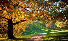 Пайшанба Ўзбекистоннинг бир неча вилоятларида ҳаво ҳарорати 32 даражагача кўтарилиши кутилмоқда